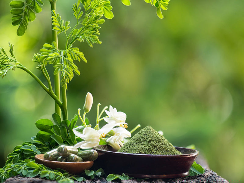5 Powerful Benefits Of Moringa Leaf Gold 10X for Your Body & Mind